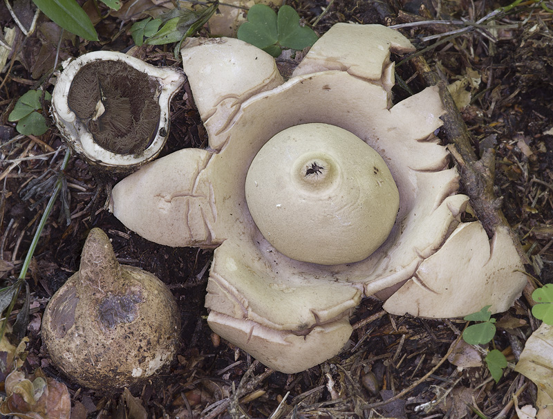 Geastrum triplex